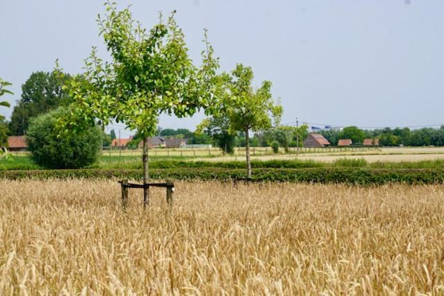 إيزيغيم B&B De Hulst المظهر الخارجي الصورة
